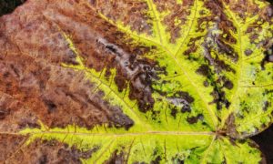 Diseased plant leaf | Plant disease caused by poor soils